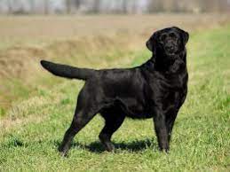 The Life Expectancy Of Epileptic Dogs Pets4homes