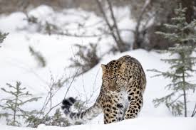 amur leopard facts