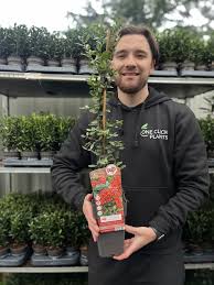 Image result for Pyracantha coccinea red column