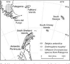 Belgica antarctica, the antarctic midge, is a species of flightless midge, endemic to the continent of antarctica. Figure 1 From A Molecular Phylogeny Of Antarctic Chironomidae And Its Implications For Biogeographical History Semantic Scholar