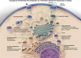 Round organelles surrounded by a membrane and containing digestive enzymes. Transport Vesicle An Overview Sciencedirect Topics
