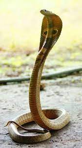 Spectacle Cobra Sangameshwar Ratnagiri King Cobra Snake Cobra Snake Pet Snake