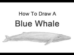 This tutorial shows the sketching and drawing steps from start to finish. How To Draw A Blue Whale Youtube