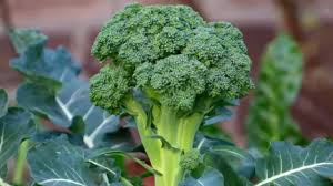 Bagian tanaman sayur yang dimakan. Nama Sayur Sayuran Dan Gambar Tanamannya Belajar Nama Sayuran Berbagai Jenis Sayuran 1 Free Download Borrow And Streaming Internet Archive