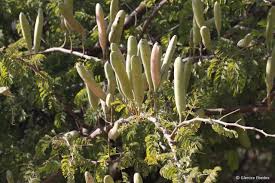Image result for Acacia hebeclada