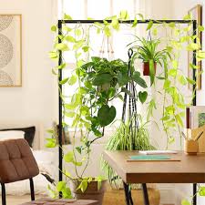 To use plants as room dividers. A Stylish And Refreshing Diy Plant Room Divider Inspiration Furniture And Choice