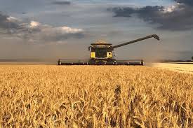 W cape wheat farmers upbeat ahead of planting season. Harvesters Work Around The Clock To Get Grain Crops Off Before Big Rain Hits Abc News