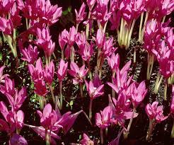 Unfollow winter flowering to stop getting updates on your ebay feed. Summer Bulbs Australian House And Garden