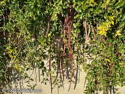 Image result for Dolichandra unguis-cati