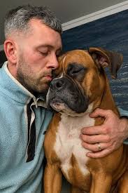 Variation of boxer dogs in dog pile