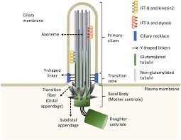 View kai yan chan's profile on linkedin, the world's largest professional community. Frontiers The Emerging Roles Of Axonemal Glutamylation In Regulation Of Cilia Architecture And Functions Cell And Developmental Biology