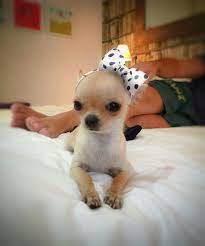 Pin By Beth Ebberman On Chihuahua S Cute Baby Animals Chihuahua Puppies Chihuahua Dogs