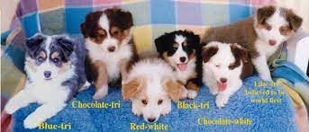 Border Collie Coat Colours Recognised By The Australian Kennel Club Arajoel Border Collies Border Collie Colors Border Collie Collie