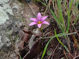 Image result for Romulea camerooniana