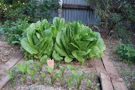 Whether you've got a small yard or acres to grow, you'll find the perfect. Garden Layout Ideas The Old Farmer S Almanac