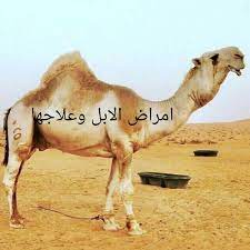 امراض الابل وعلاجها photos facebook