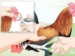 Feeders and waterers must be kept clean and full. 4 Ways To Properly Care For Your Chicks And Older Chickens