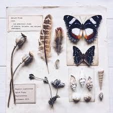 This World Is But A Canvas To Our Imagination Meaning This World Is But A Canvas To Our Imagination Emerson Curated Nature Edit Could I Ask A Fav Vintage Butterfly Skull And Bones Displaying Collections