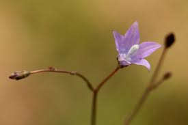 Image result for Wahlenbergia undulata