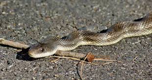 Black And Yellow Snake North Texas Texas Chicken Snake Rat Snake Rat Snake Snake Texas