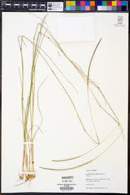 Image result for Coelorachis