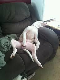 Sweet Sweet Dreams Sleeping Dogs Baby Dogs Dogs