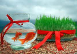 Wheatgrass Sabze And Goldfish Mahi Qermez For Nowruz The Iranian New Year S Day Nowruz Iranian New Year Outdoor Decor