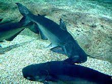 Check other facts about catfish below: Mekong Giant Catfish Wikipedia