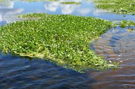 Image result for Limnophyton