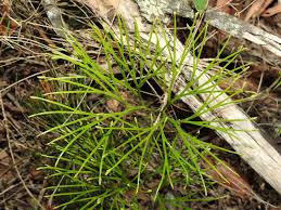 Image result for Schizaea pectinata