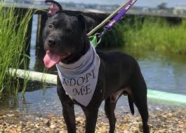 Maybe you would like to learn more about one of these? Almost Home Animal Rescue