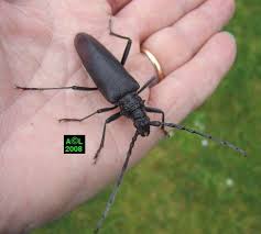 Le Grand Capricorne Du Chene Cerambyx Cerdo Biologie Et Developpement