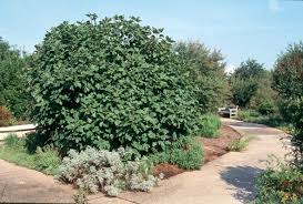Maybe you would like to learn more about one of these? Figs Thrive In Louisiana Landscapes