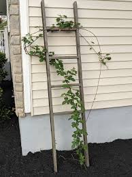 For better establishment, naturally healthier plants, better drought resistance and stronger flowering and fruiting, rootgrow™ is all you need. Ask Can Anyone Identify This Beast I Thought It Was A Blackberry Or Raspberry Since That S What Was Planted There But No Flowers Or Fruits In The Almost 3 Years I Ve Had
