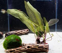 Image result for Wahlenbergia madagascariensis