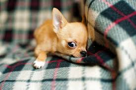Humans rely heavily on sight, so of course we want to know if our dogs do, too. When Do Chihuahuas Stop Growing Growth And Development