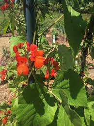 Image result for Phaseolus coccineus