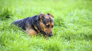 Wir verraten dir 4 tipps zum abgewöhnen und was du unbedingt beachten solltest! Hunde Warum Hunde Kot Fressen Und Sich In Aas Walzen