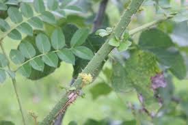 Image result for Alantsilodendron pilosum