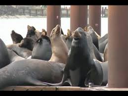 Contextual translation of singa laut into english. Puluhan Singa Laut Memenuhi Dermaga Umum Di Oregon Youtube