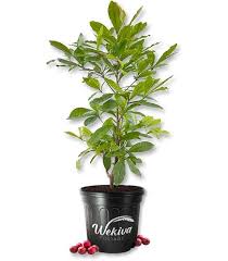 Image result for Synsepalum