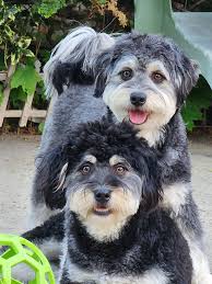 Tommy and his little bro Dill ... :)