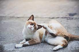 What Is Feline Miliary Dermatitis Vet Explains Pets