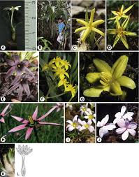 Image result for Hypoxidaceae