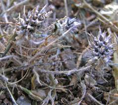 Image result for Buchnera cryptocephala