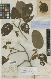 Image result for Pterygota mildbraedii