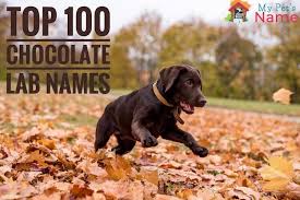 Top 100 Chocolate Lab Names For Brown Retrievers My Pet S Name Find a labrador on gumtree, the #1 site for dogs & puppies for sale classifieds ads in the uk. top 100 chocolate lab names for brown
