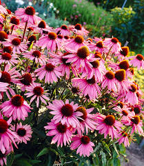 Echinacea Purpurea Top Qualitat Kaufen Baldur Garten