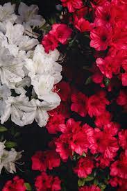 Spanish Holiday 2020 The Hundred Year Old Azaleas She S So Bright In 2020 Azaleas Spring Blooms Azalea Bush