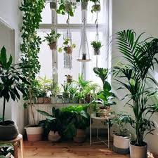 September 13, 2016 by kristin williams leave a comment. Urban Jungle Bloggers Urbanjungleblog Instagram Photos And Videos Plant Window Plants Indoor Design Plants